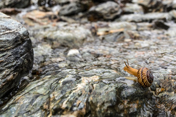 Schnecke am Bach