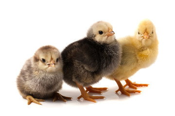 three little chicken isolated on white background