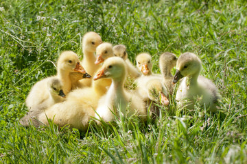 A flock of little geese grazing in green grass