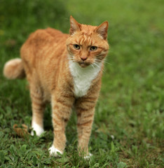 funny red cat on a grass