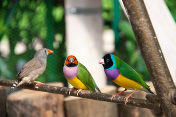 The Gouldian finch or Erythrura gouldiae, male, aka the Lady Gouldian finch, Goulds finch or the rainbow finch