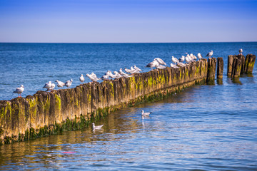 Gulls on groynes in the surf on the Poland Baltic coast