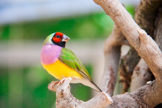 The Gouldian finch or Erythrura gouldiae, male, aka the Lady Gouldian finch, Goulds finch or the rainbow finch