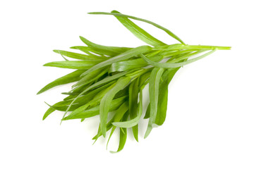 tarragon isolated on a white background. Artemisia dracunculus