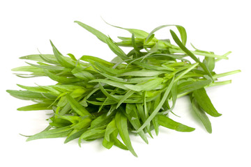 tarragon isolated on a white background. Artemisia dracunculus