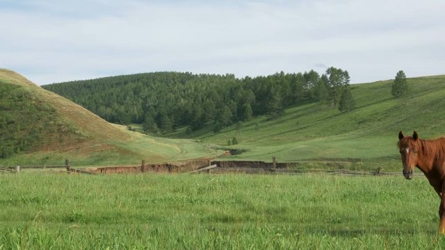 Domestic horses graze in a meadow.