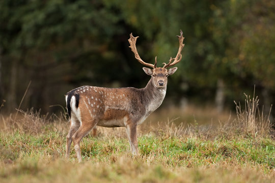 fallow deer, dama dama, Czech republic