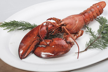 lobster