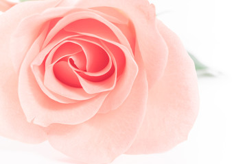 Pink Rose flowers on white background. Rosaceae.Postcard, cover, card