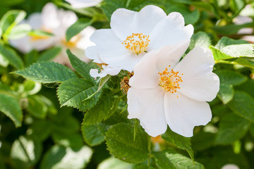 white rose hip flower on a bush close-up
