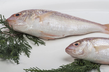 Fish service