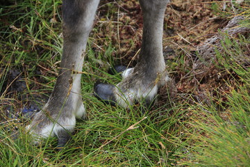 reindeer in nature