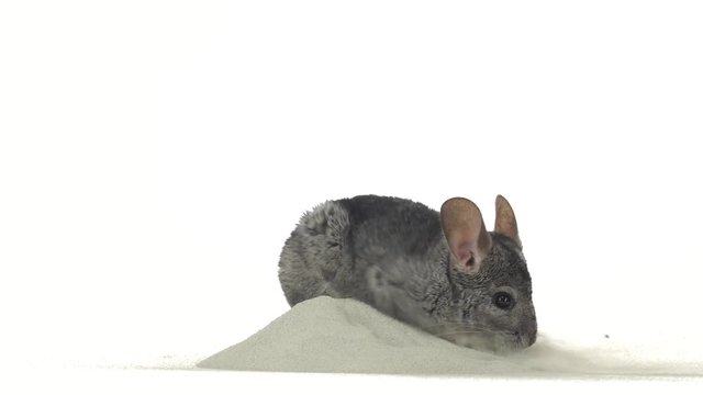 Gray chinchilla is bathed in special sand for cleansing fur