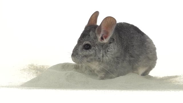 Gray chinchilla is bathed in zeolite sand for cleansing fur