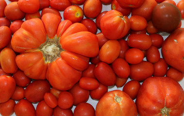 Italian species of tomatoes Cuore di bue and cherry tomatoes from above