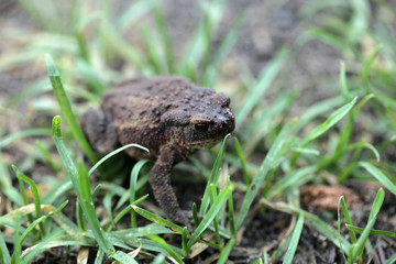 big dark toad on the grass