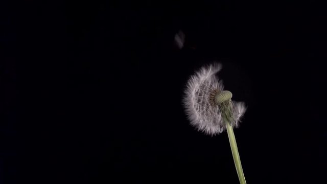 Red poppy flower blooming in time-lapse on a black background. Time lapse. Full HD 1080p. Timelapse. 