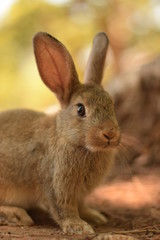 Wild Rabbit at Lokrum, Croatia