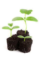 Cucumber seedling in soil isolated on white background