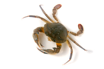 edible alive crab isolated on a white background
