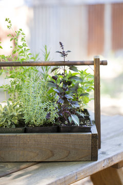 Decorative wooden box with individual herb plants