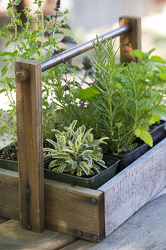 Decorative wooden box with individual herb plants