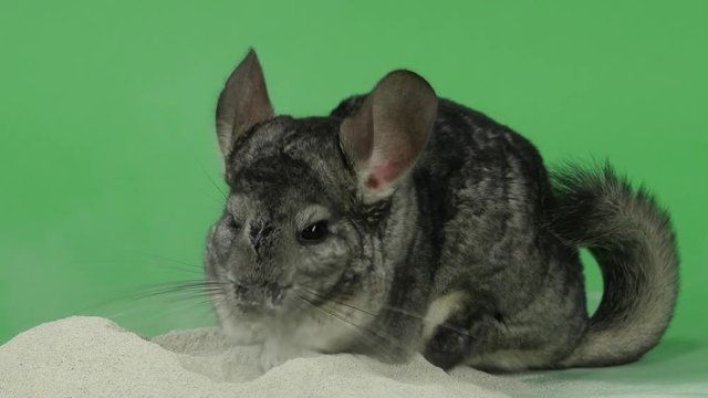 Bathing chinchilla in sand for these animals. Green background, closeup