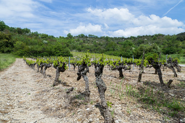 Fototapeta na wymiar vignoble d'Ardèche