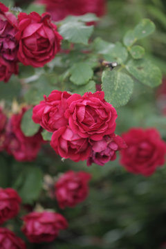 piękne różowe róże na krzewie