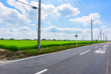 Fototapeta premium 7月の稲