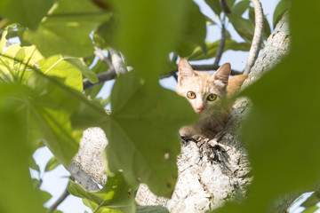Naklejka premium Kitten sat on a tree trunk stares on something