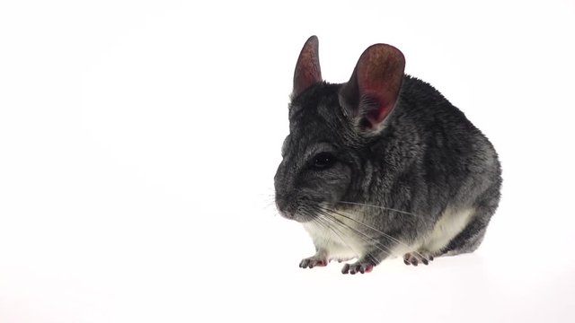 Gray chinchilla defecates on white studio background in slow motion