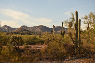 Naklejka na ściany i meble American Desert Cactus