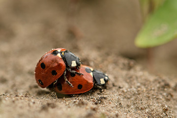 Lady beetle Mating Multicoloured Asian ladybirds ladybugs Harmonia axyridis The process of mating ladybugs on ground