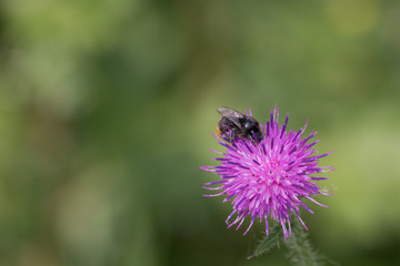 Bee on a Flower 2