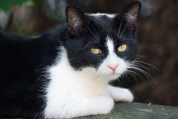 beautiful black and white cat playing in garden in Mainz, Germany