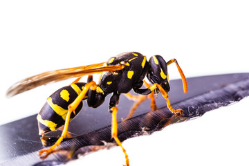Wasp on the blade of a knife