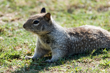 San Diego, USA, Landscape and Wild Life