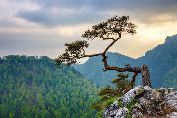Sokolica peak in Pieniny Mountains with a famous pine at the top, Poland