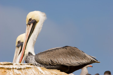 San Diego, USA, Landscape and Wild Life