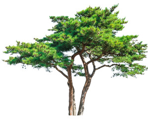 Green tree isolated on white background.