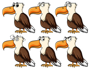 Eagle with different facial expressions
