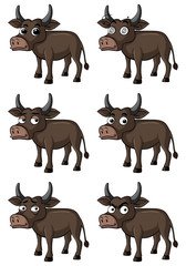 Wild buffalo with different facial expressions