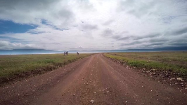 Roadside Zebra