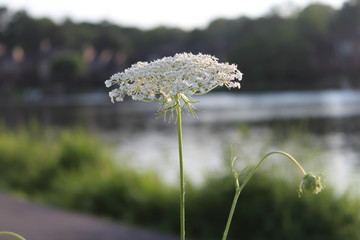 flor blanca lago