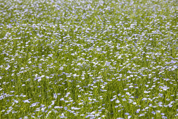 blue flax field
