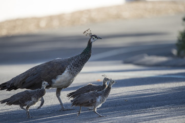 Peafowl family crossing a park road