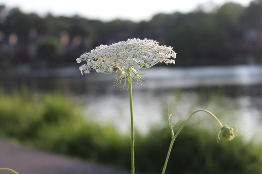 flor blanca lago