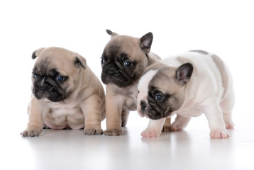 litter of french bulldog puppies