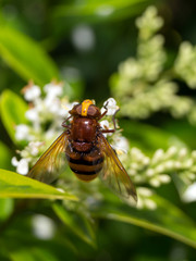 The house fly leaf.